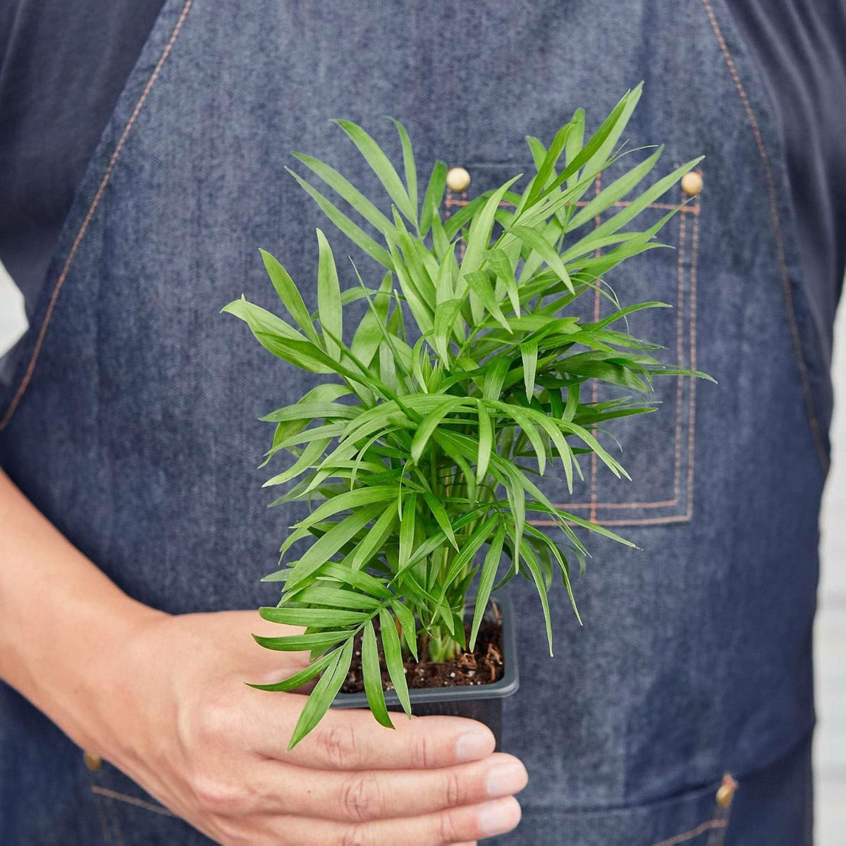 Parlor Palm Live Plant for Indoor | Different Houseplants in 3'' Pot | Real House Plant for Living
