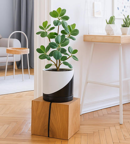 D'vine Dev 8.2 Inch Ceramic Planter Pot with Drainage Hole and Saucer, Indoor Cylinder Round