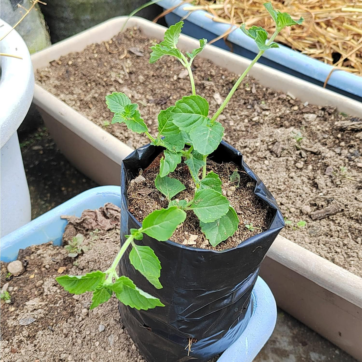 Belit 100 Pcs Plant Nursery Bags, Plastic Seedling Pots Container for Fruit Tree, Flower, Starting