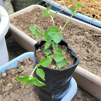 Belit 100 Pcs Plant Nursery Bags, Plastic Seedling Pots Container for Fruit Tree, Flower, Starting