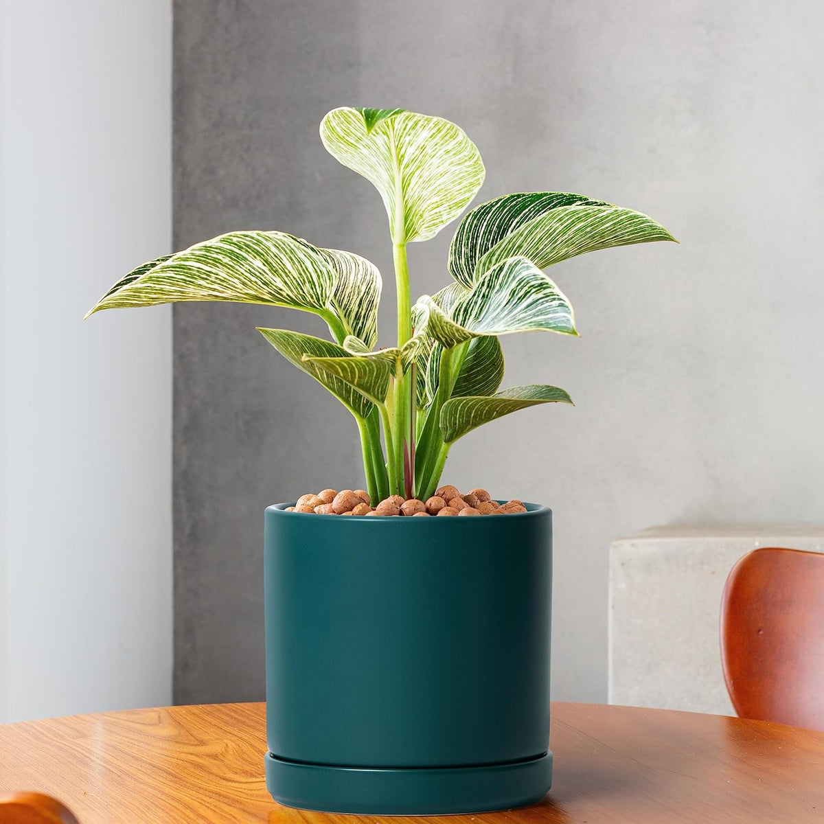 D'vine Dev Set of 2 Plants Pots, 6 Inch Ceramic Planter Pot for Plants with Drainage Hole and