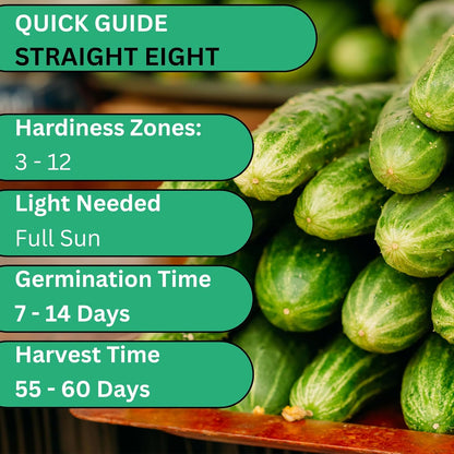 Woods Creek Seeds: Straight Eight Cucumber Seed for Planting - Over 90 Heirloom Seed Pack - Non-GMO