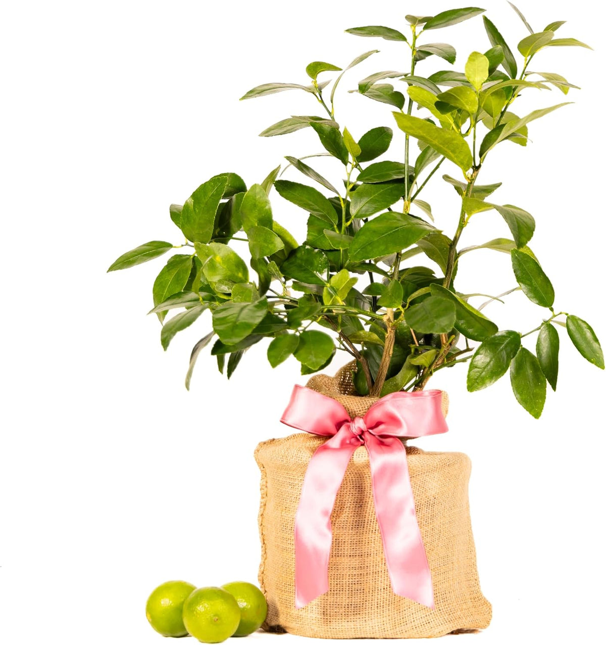 Mother's Day Live Persian Lime Tree Gift, Lasting Mother's Day Gift, Lime Tree, Easy to Grow