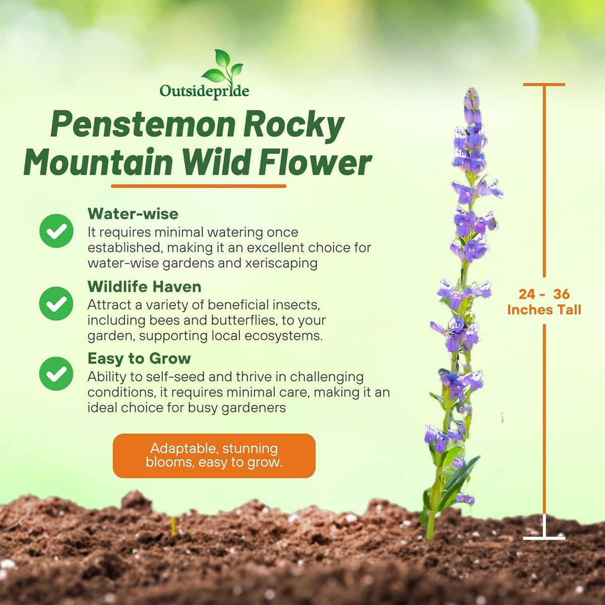 Outsidepride Penstemon Seeds - 1/4 Lb. Perennial, Drought-Tolerant & Pollinator Friendly, Strictus