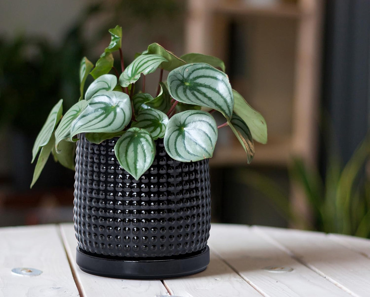 D'vine Dev 6 Inch Ceramic Beaded Stoneware Planter Pot - Flower Pot with Drainage Holes and Saucers