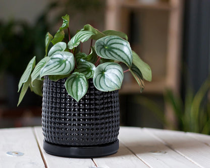 D'vine Dev 6 Inch Ceramic Beaded Stoneware Planter Pot - Flower Pot with Drainage Holes and Saucers