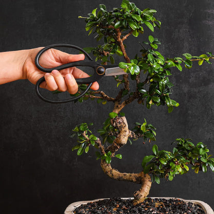 Professional Bonsai Butterfly Scissors | Pruning Shears for Trimming Plants | Japanese Gardening