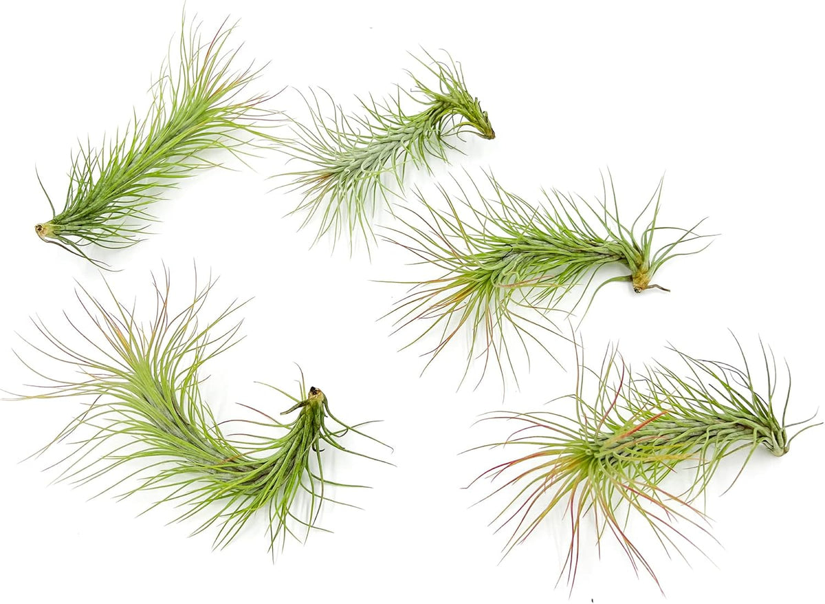 ragnaroc Air Plants - Tillandsia Funckiana, Large 5" - 5ct - Live Arrival Guaranteed - House Plants