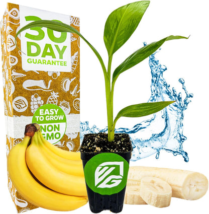 Dwarf Cavendish Banana Plant Live Tree - Musa by Wellspring Gardens – Starter Plant for Indoor and