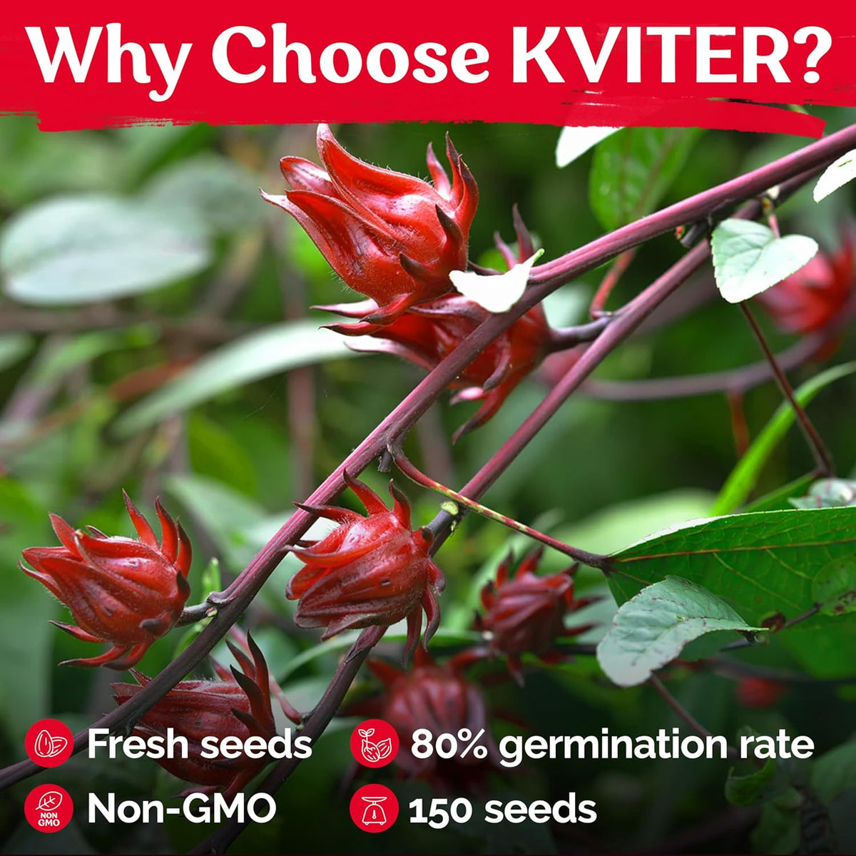 KVITER 150 Roselle Seeds for Planting (Hibiscus Sabdariffa) – Jamaican Sorrel/Cranberry Hibisco