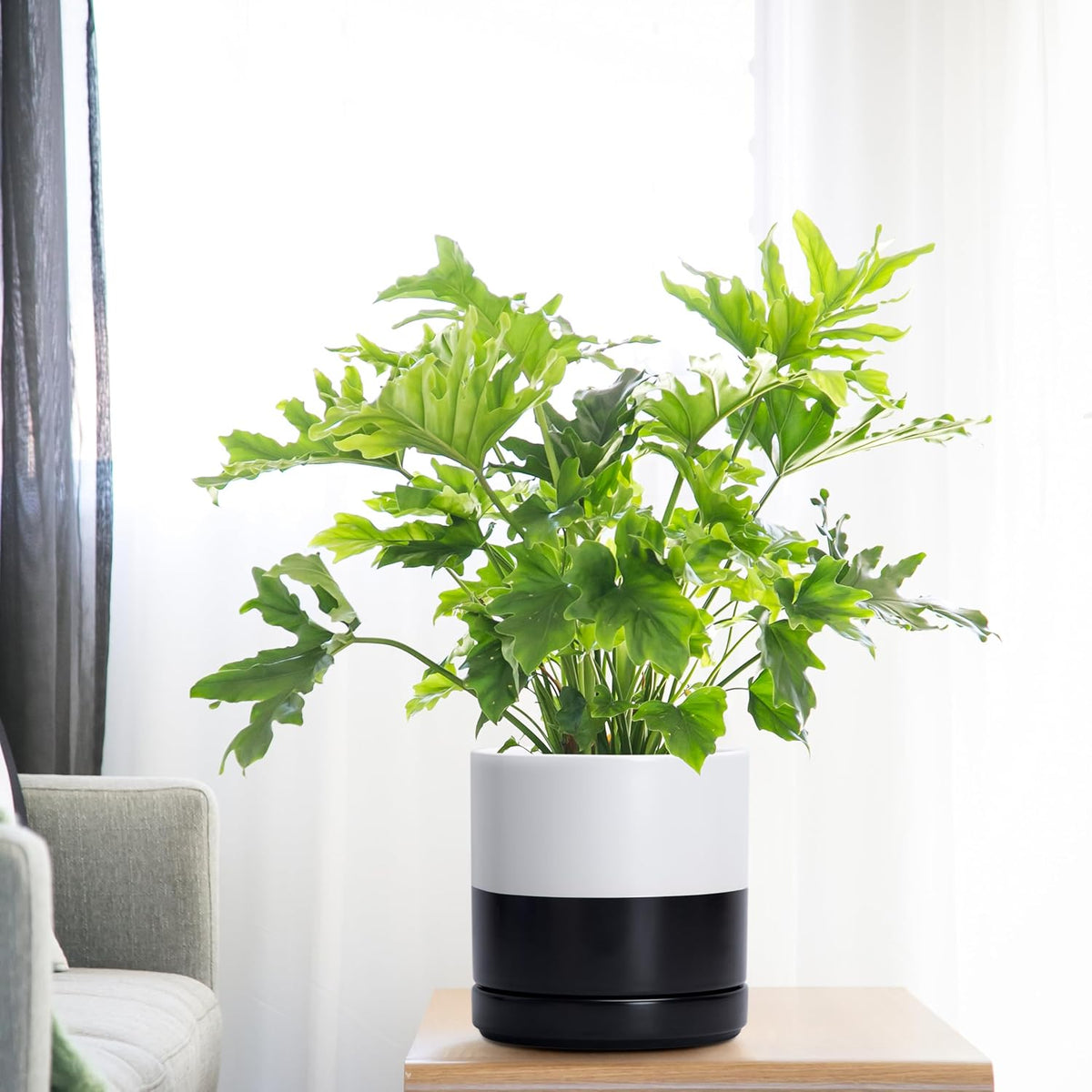 D'vine Dev 6.5 Inch Ceramic Planter Pot with Drainage Hole and Saucer, Indoor Cylinder Round