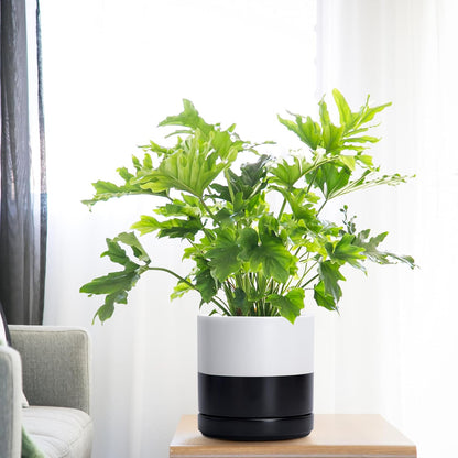 D'vine Dev 6.5 Inch Ceramic Planter Pot with Drainage Hole and Saucer, Indoor Cylinder Round