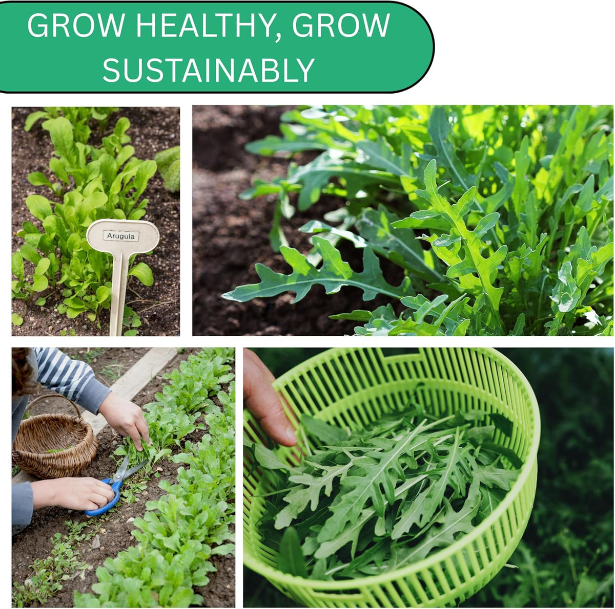 Woods Creek Seeds: Arugula Astro Seeds for Planting - Over 1,300 Heirloom, Non-GMO Arugula Seeds