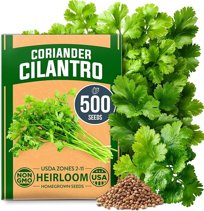 HOME GROWN 𝗨𝗦𝗔 𝗣𝗥𝗘𝗠𝗜𝗨𝗠 500+ Cilantro Seeds for Planting Indoors or Outdoors - Heirloom