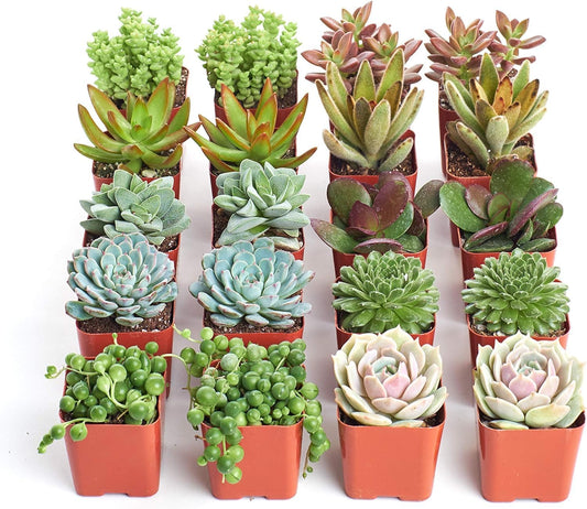 Shop Succulents Assorted Succulent Plant Pack Bulk Collection - Live Mini Succulent Plants, Low