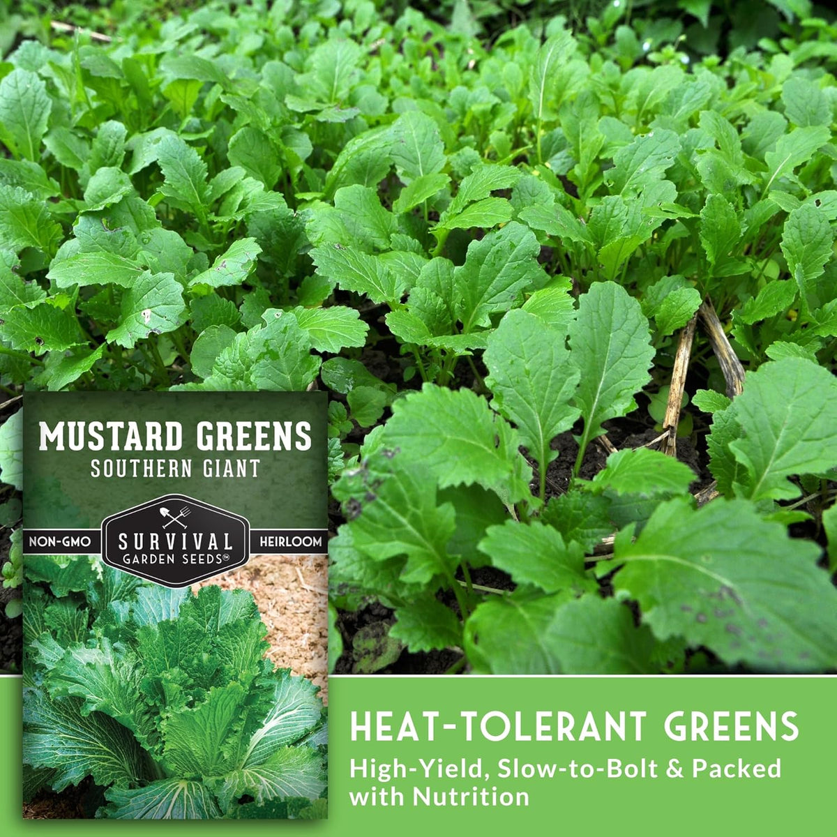 Southern Giant Mustard Green Seeds for Planting – Heirloom Non-GMO Spicy Greens, Heat Tolerant and
