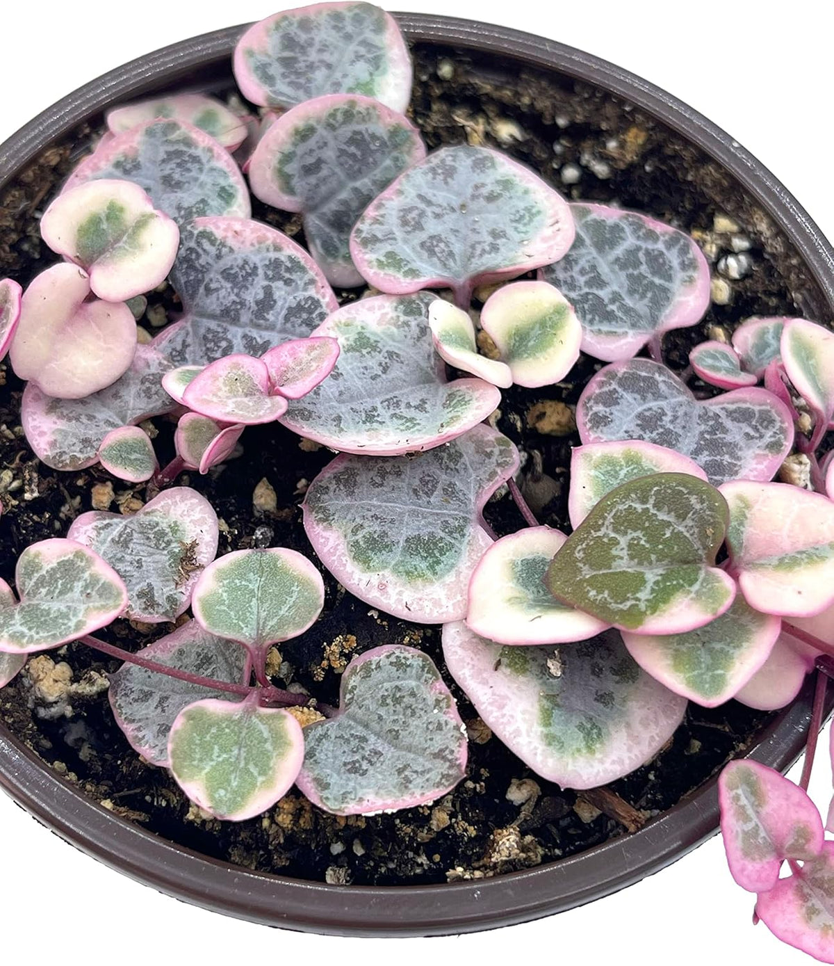 Live Succulent 4" Variegated String of Hearts, Succulents Plants Live, Succulent Plants Rooted