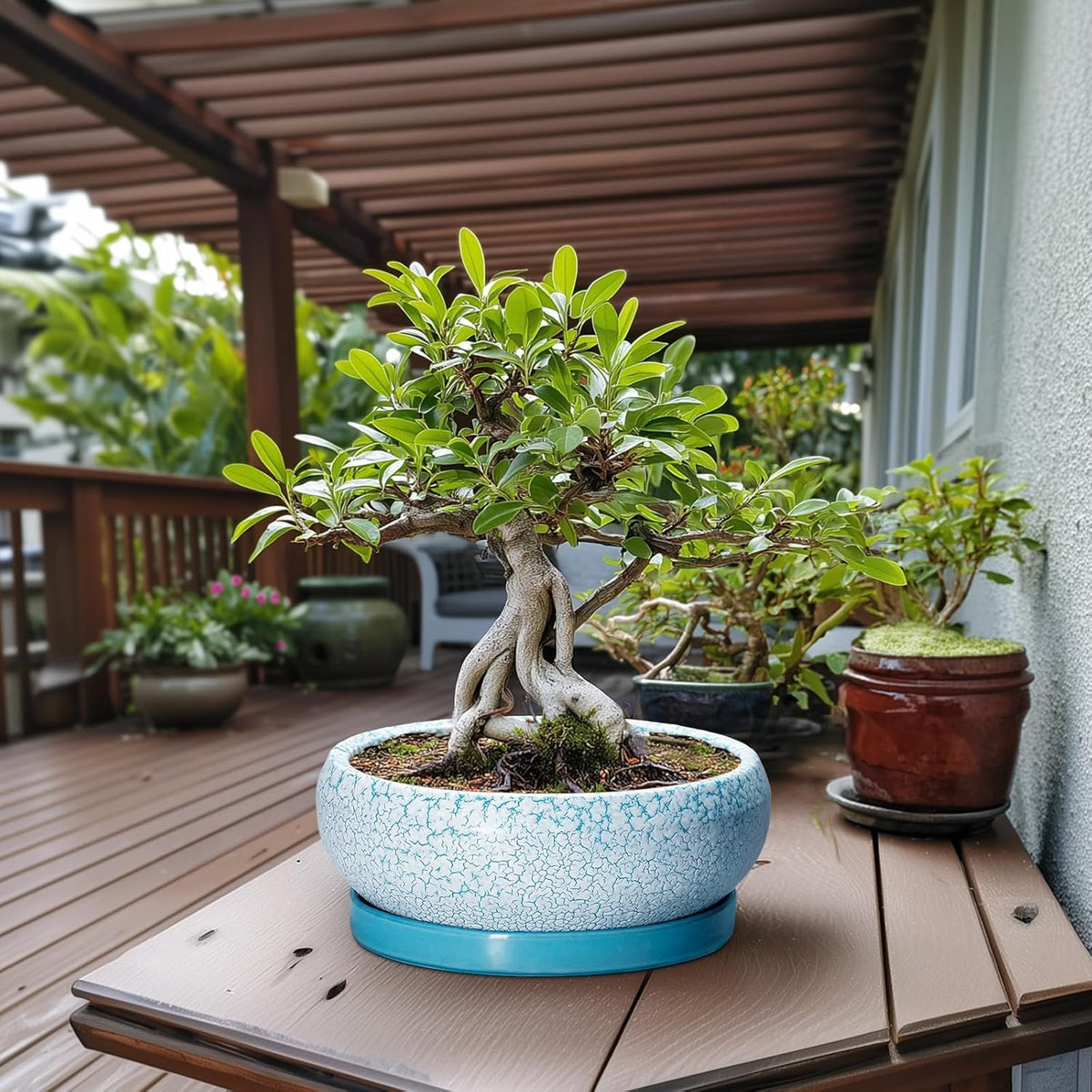Bonsai Pots - 13 Inch Ceramic Succulent Pots with Drainage Hole and Tray, Large Succulent Planter