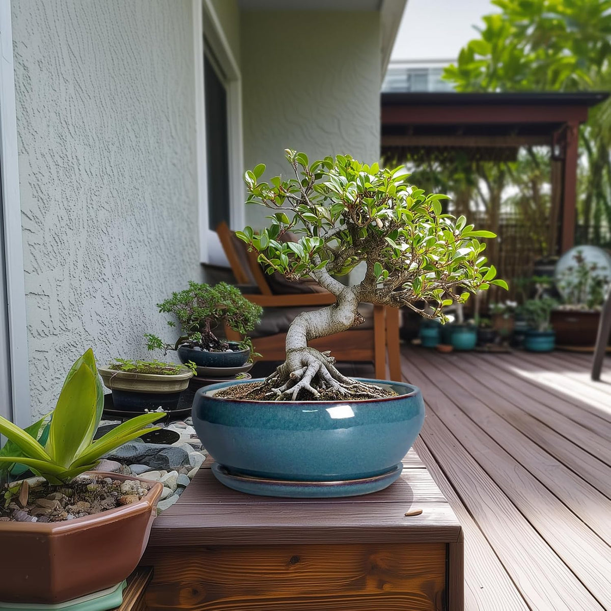 SQOWL Bonsai Pots 10 Inch - Large Ceramic Succulent Pots, Shallow Planter with Drainage Hole and