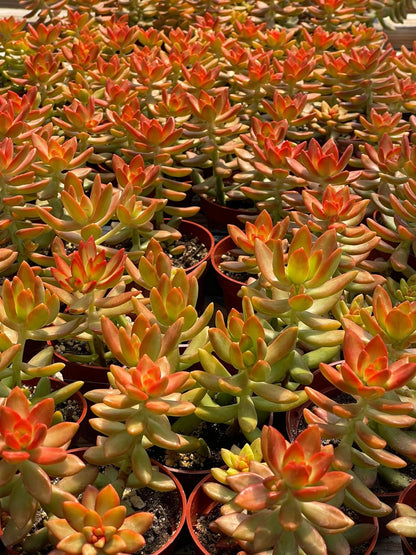 Live Succulent 4" Sedum Coppertone Blood Orange, Succulents Plants Live Fully Rooted House Plant