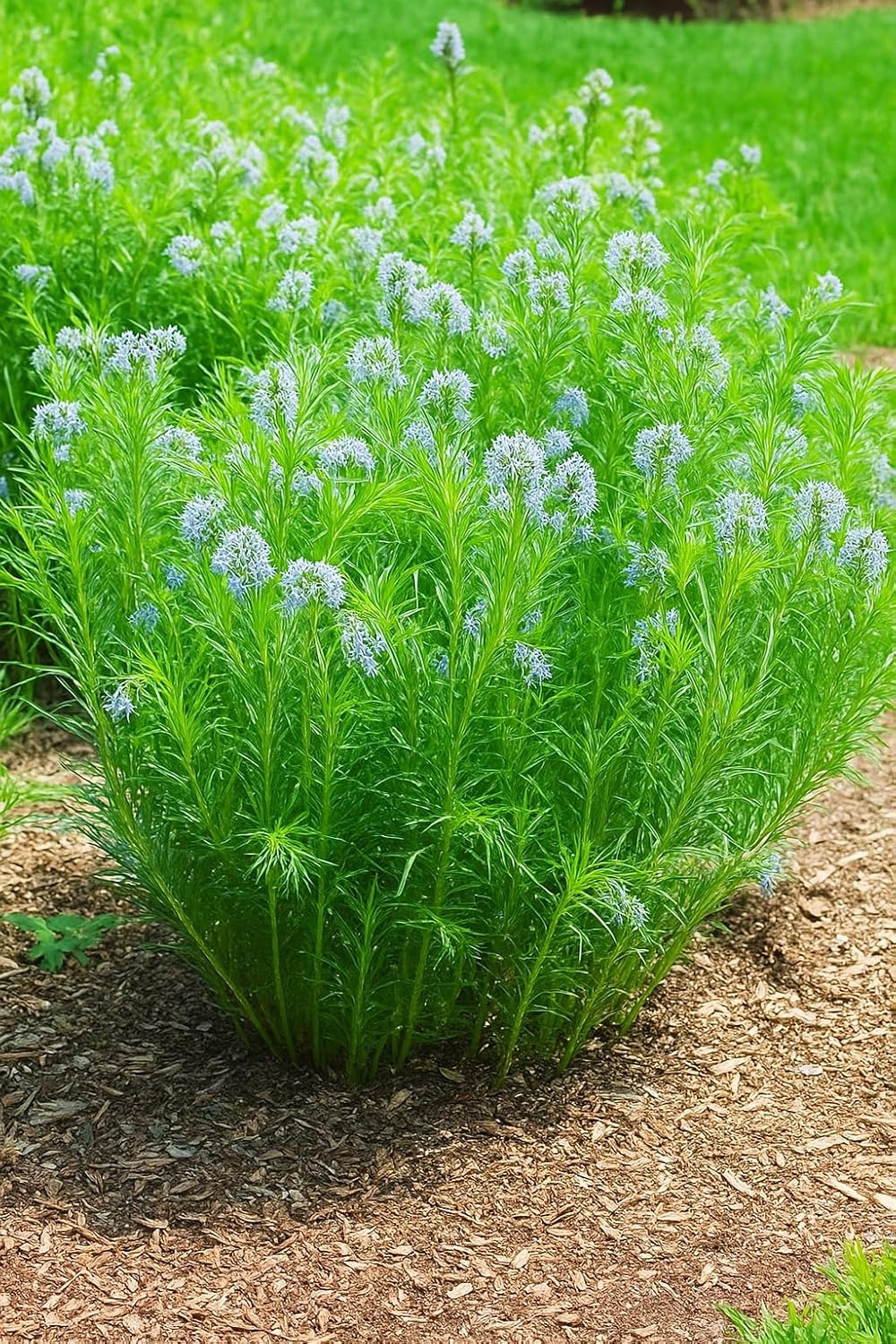 Perennial Farm Amsonia Hubrichtii – LLive Threadleaf Bluestar Perennial Plant, Size #1 Container
