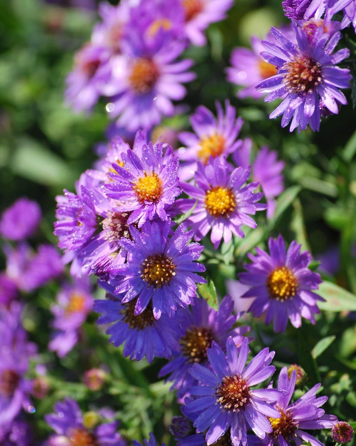Perennial Farm Aster D. 'Wood's Purple' – Live Perennial in #1 Container, Pale Violet Daisy-Like