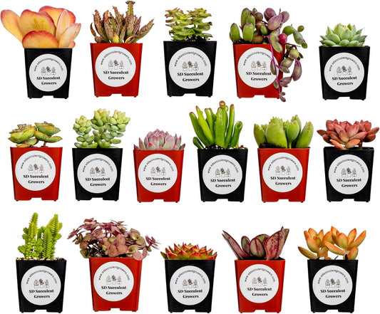 Live Succulents Plants Mystery Pack - Variety of Well Rooted Plants in 2 Inch Pots - Real, Small