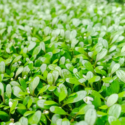 Ultum Nature Systems Glossostigma Elatinoides Tissue Culture Live Plant for Aquarium, Aquascape