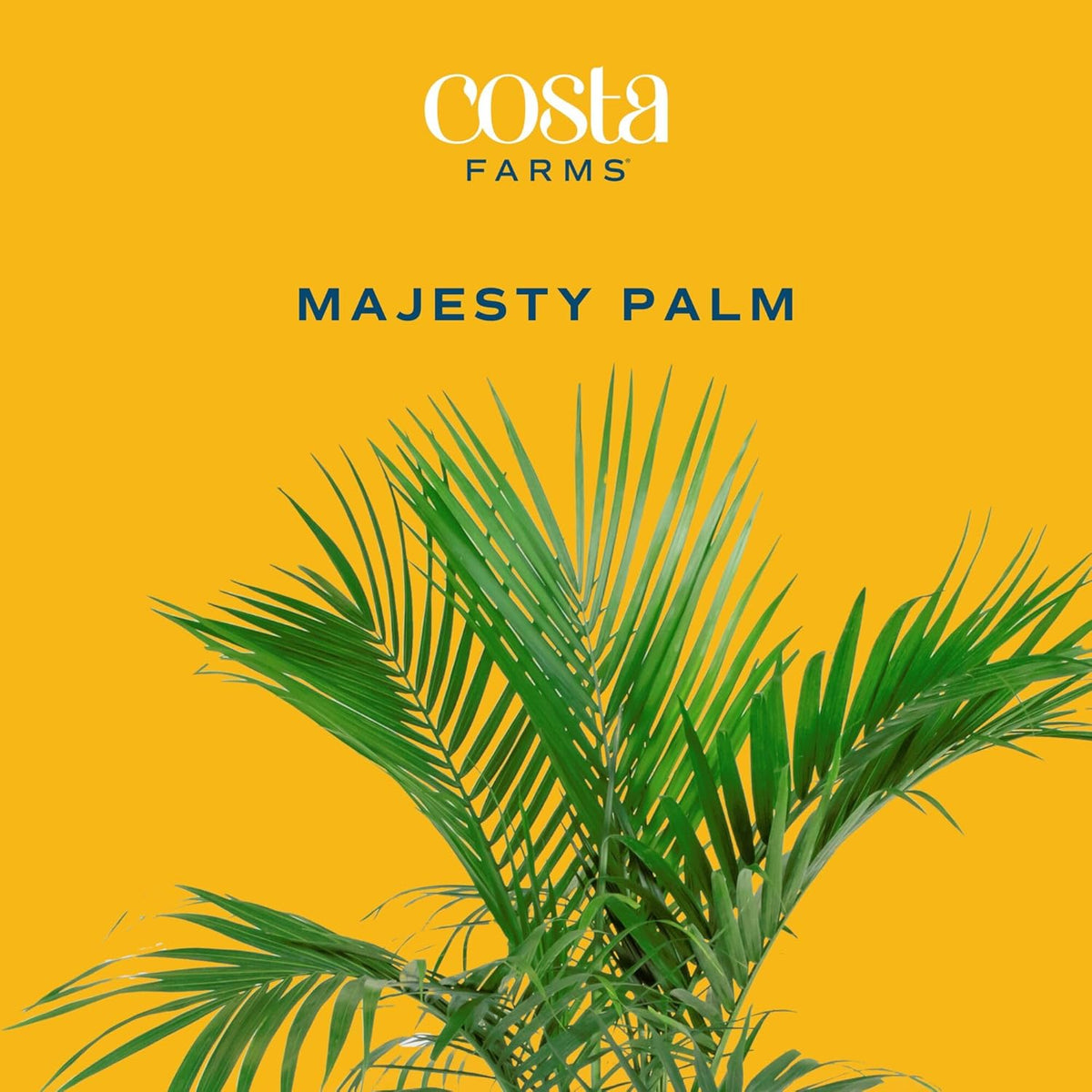 Costa Farms Majesty Palm Live Plant, Live Indoor and Outdoor Palm Tree, Potted in Modern Décor
