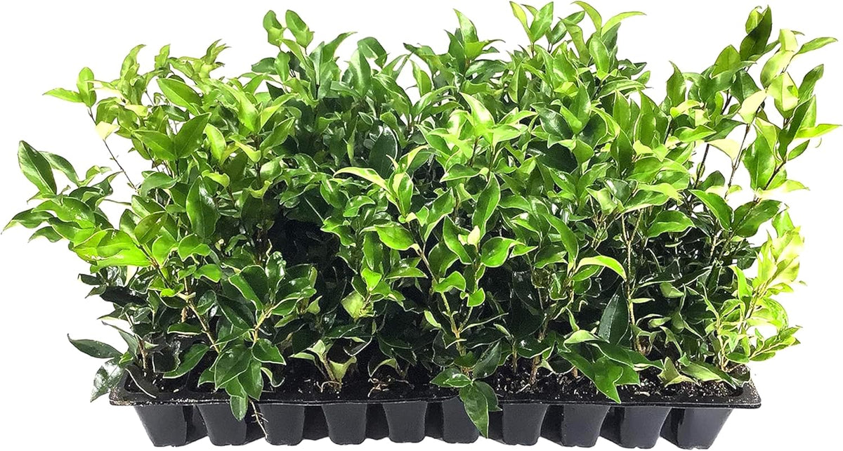 Curled Leaf Privet - Ligustrum Japonicum Recurvifolium - 30 Live Plants - Evergreen Flowering