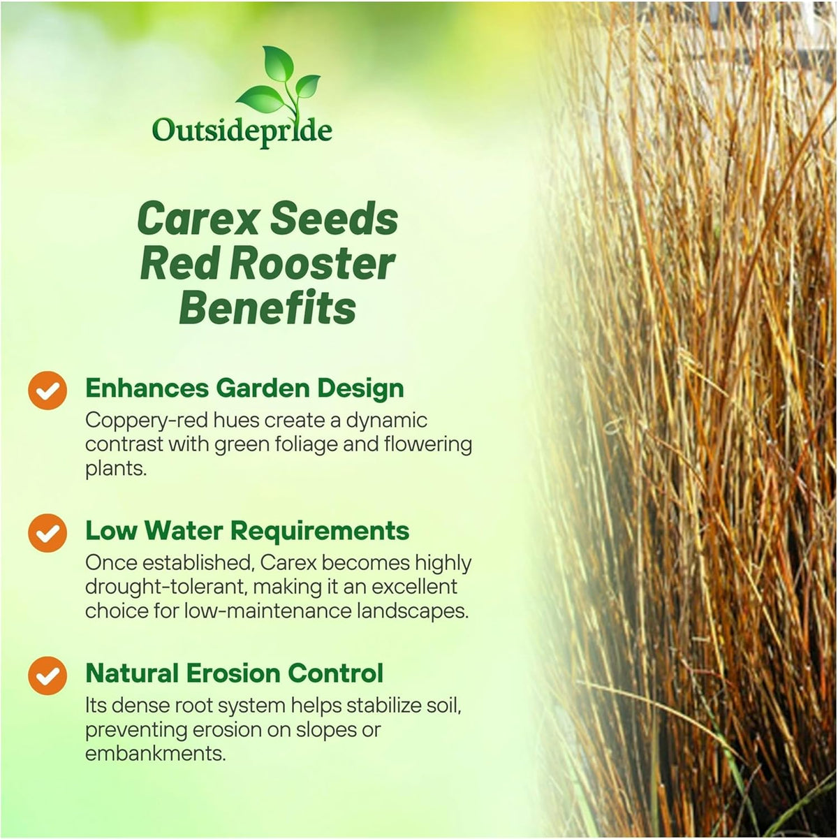 Outsidepride Carex Red Rooster Ornamental Grass Seed – 400 Pcs. Perennial, Low-Maintenance