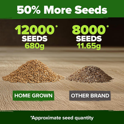 HOME GROWN 12,000+ Wheatgrass Seeds Bulk Pack(1.5 lb) 𝗡𝗢𝗡-𝗚𝗠𝗢 𝗨𝗦𝗔 Hard Red Winter