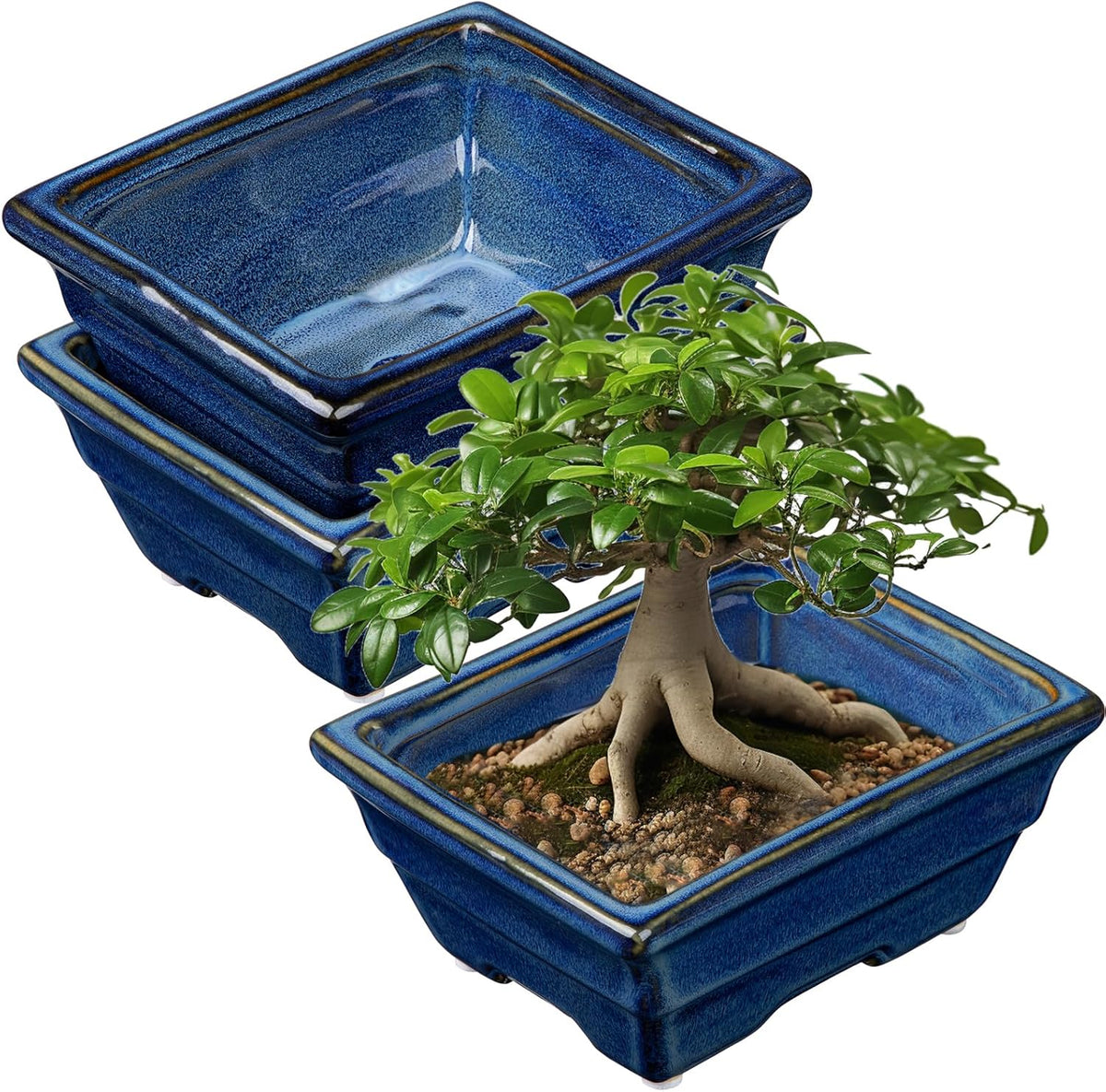 Bonsai Pots Shallow Succulent Planters for Live Bonsai Trees Set of 2, 6.3" Ceramic Pot for