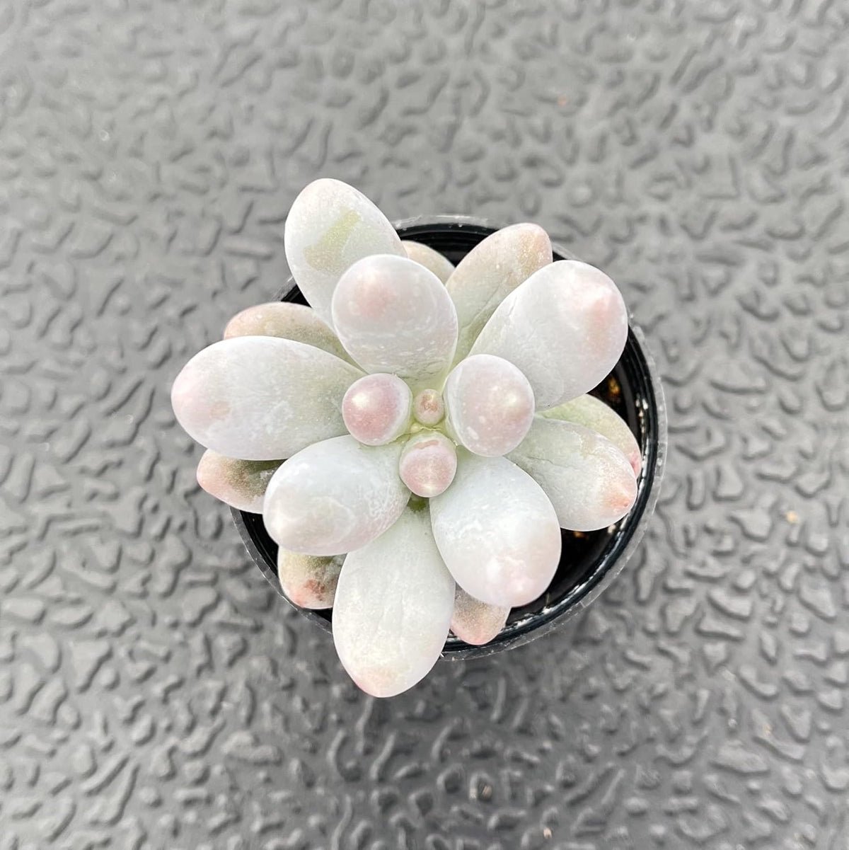 Sprout N Green Pachyphytum Sweet Dumpling, 1 Live Succulent Plant Fully Rooted in 2" Pot, House