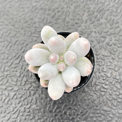 Sprout N Green Pachyphytum Sweet Dumpling, 1 Live Succulent Plant Fully Rooted in 2" Pot, House