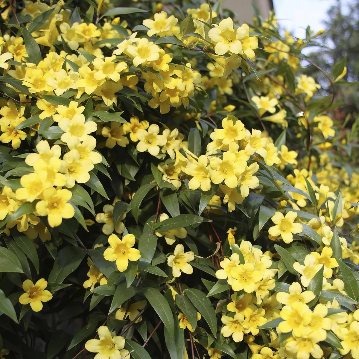 Carolina Jasmine Plant, Live Evergreen Vine, Fragrant Yellow Blooms, Fast Growing Climber for
