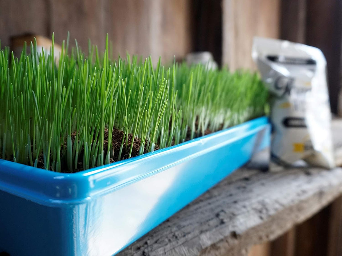 Non-GMO, Thunder Acres Premium Wheat Seed, Cat Grass Seed, Wheatgrass, Hard Red Winter Wheat (2