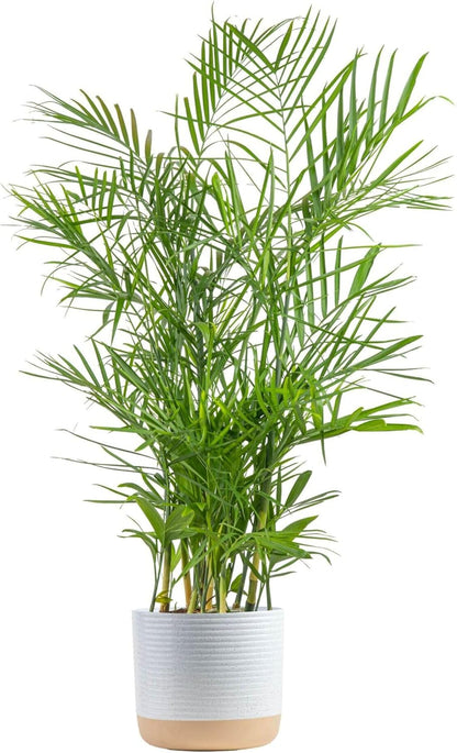 Costa Farms Bamboo Palm Live Plant in Decorative Pot, Air Purifying Large Indoor Houseplant