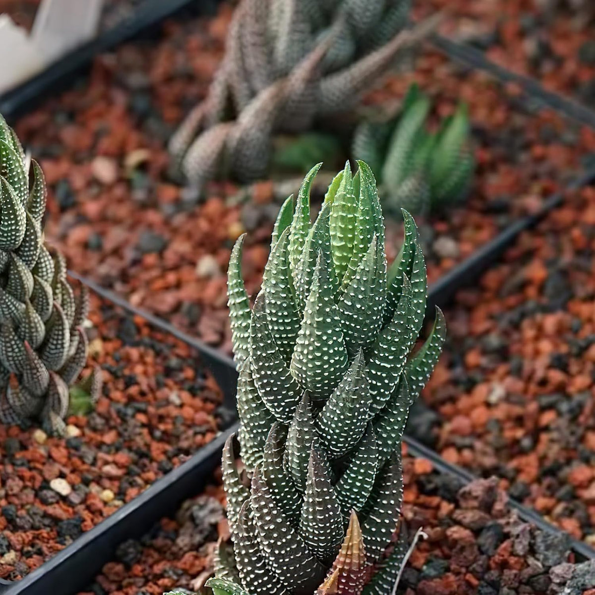 Sprout N Green Haworthia coarctata VAR. adelaidensis, Rare Live Succulent Plant Fully Rooted in