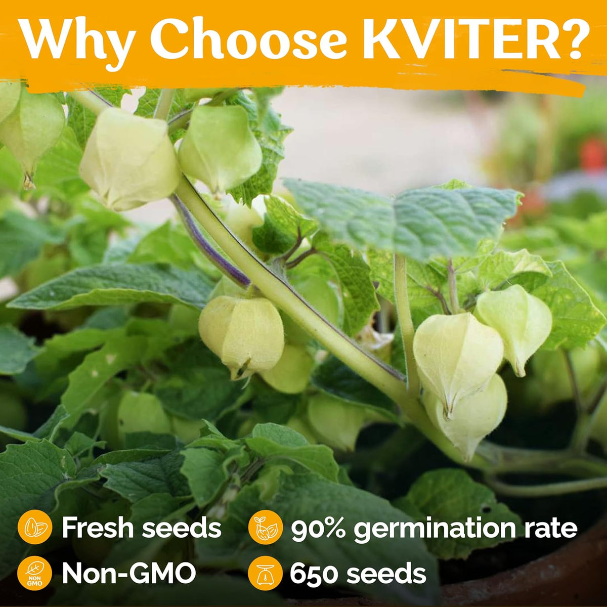 KVITER 650 Aunt Molly Ground Cherry Seeds for Planting (Physalis pruinosa) – Non GMO & Heirloom