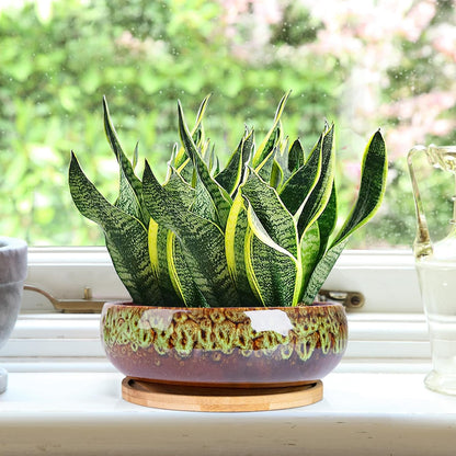 ARTKETTY Succulent Pots - 7.5 Inch Large Plant Pot with Bamboo Tray, Shallow Bonsai Pots with