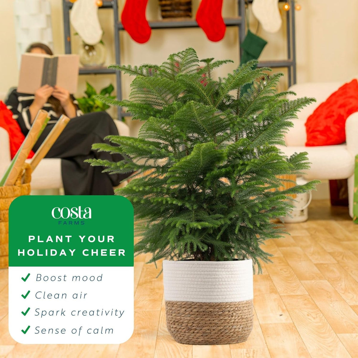 Costa Farms Norfolk Island Pine Live Christmas Tree, House Plant in Decorative Holiday Pot, Easy to