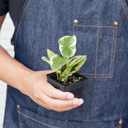 Peperomia Marble Live Plant for Indoor | Different Houseplants in 3'' Pot | Real House Plant for