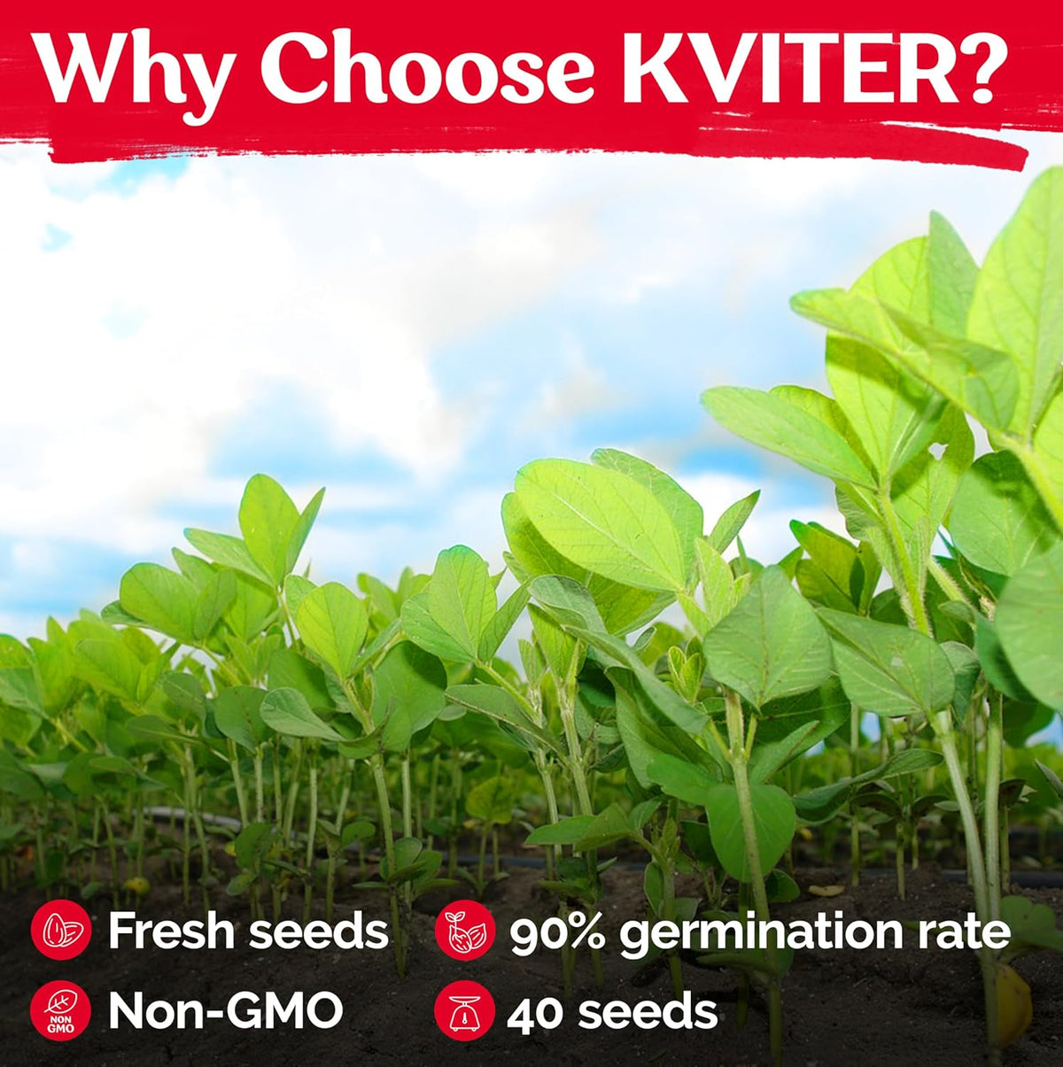 KVITER 40 Soy Bean Midori Giant Edamame Seeds (Glycine max) - Green Soybean, Soy Beans Organic Non