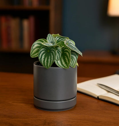 D'vine Dev Set of 4 Small Ceramic Plant Pots, 4.7 Inch Succulent Planter Pot for Plants with