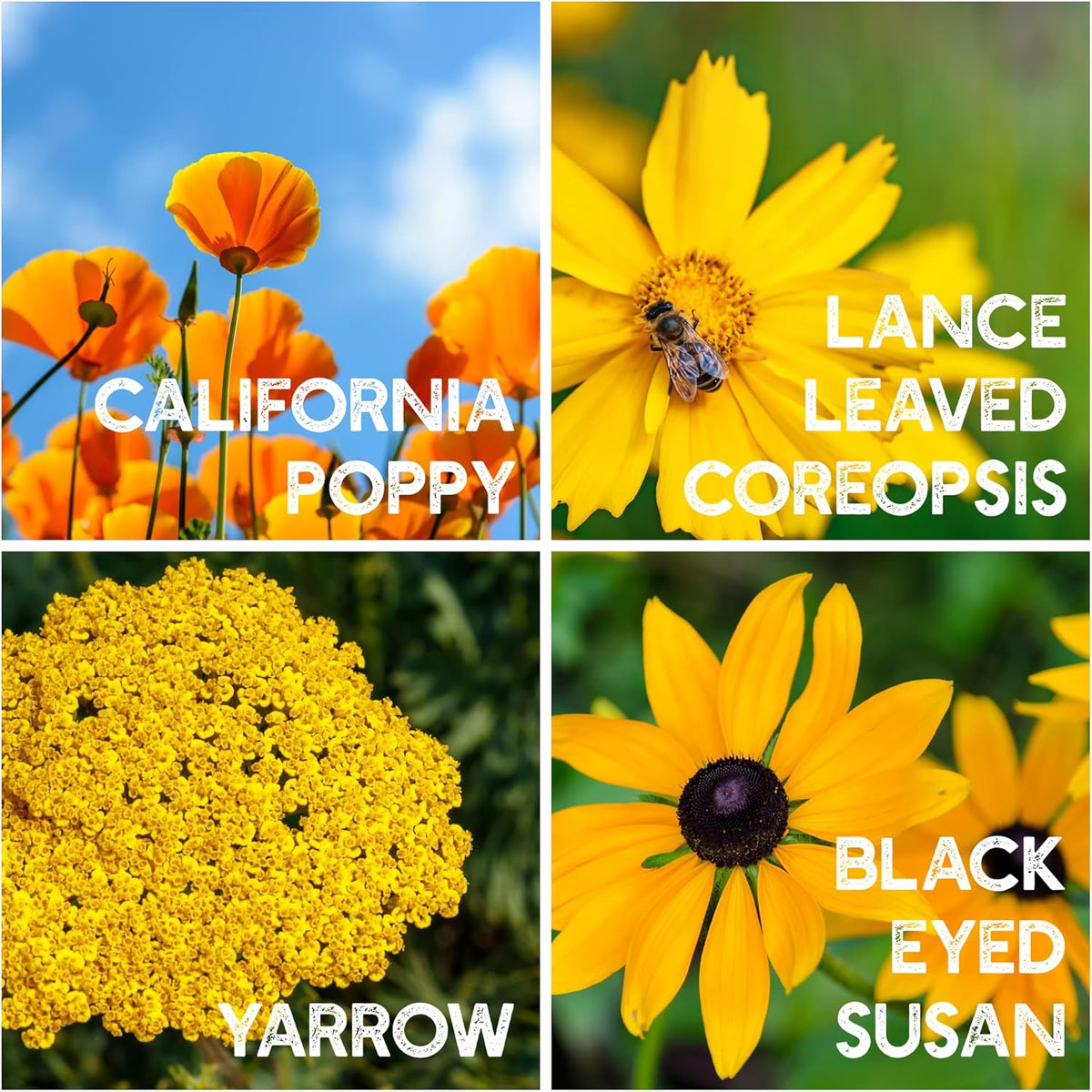 All Annual Wildflower Seeds Mix – 1 lb, 16,000+ Seeds – 21 Flower Varieties Including Poppy, Indian