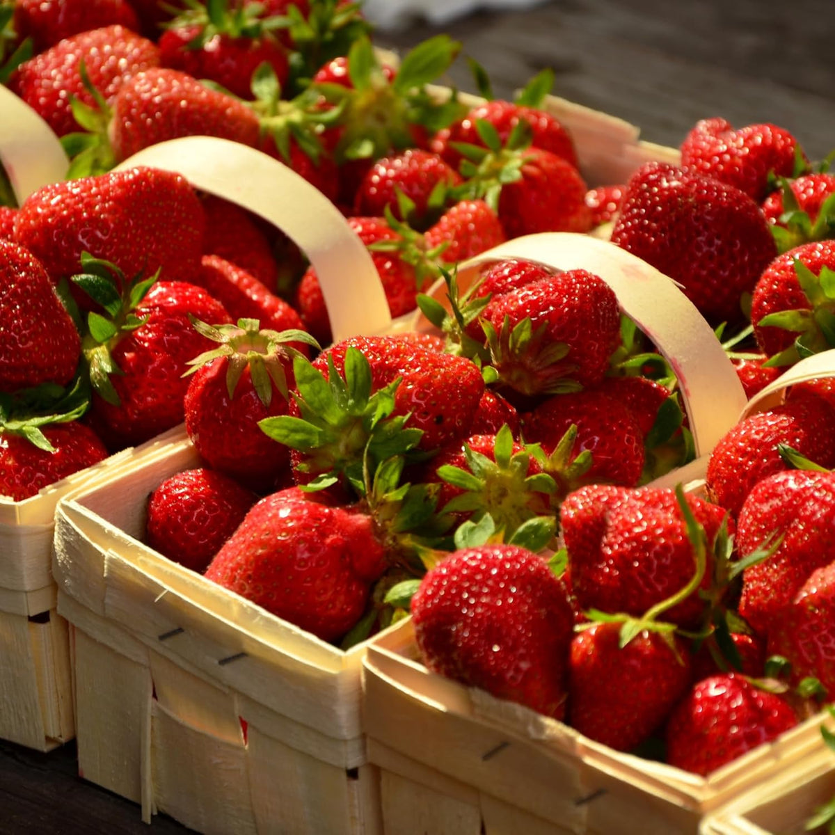 Everbearing Strawberry Plants - Harvest Strawberries Two to Three Times Per Year! Bare Root
