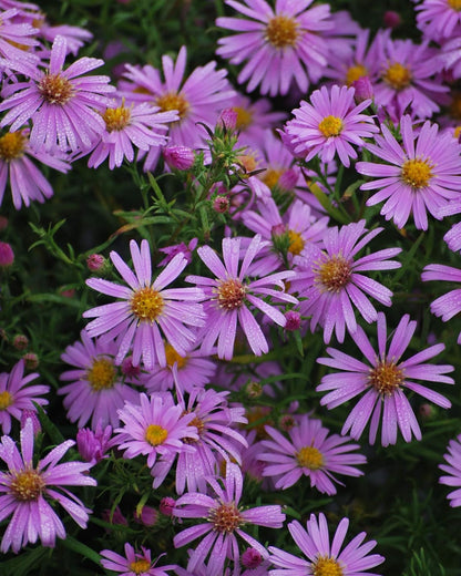 Perennial Farm Aster X 'Wood's Pink' – Live Dwarf Aster Perennial in #1 Container, Compact Habit
