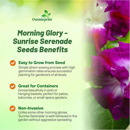Outsidepride Sunrise Serenade Morning Glory Seeds - 100 Pcs. Annual, Climbing & Vining Flower Seeds