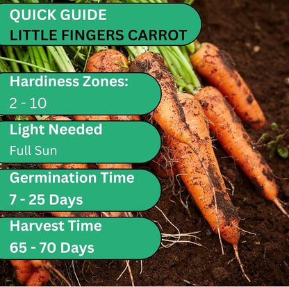 Woods Creek Seeds: Little Fingers Carrot Seeds for Planting - Over 2,800 Heirloom Carrot Seed Pack